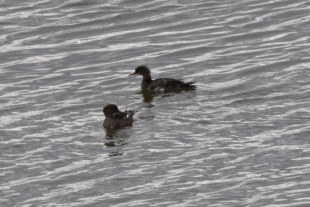 Hooded Merganser - ML608690583