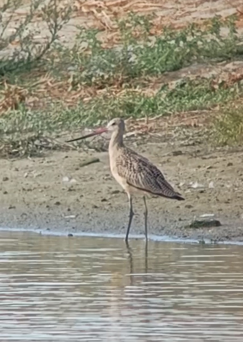 Marbled Godwit - ML608690646