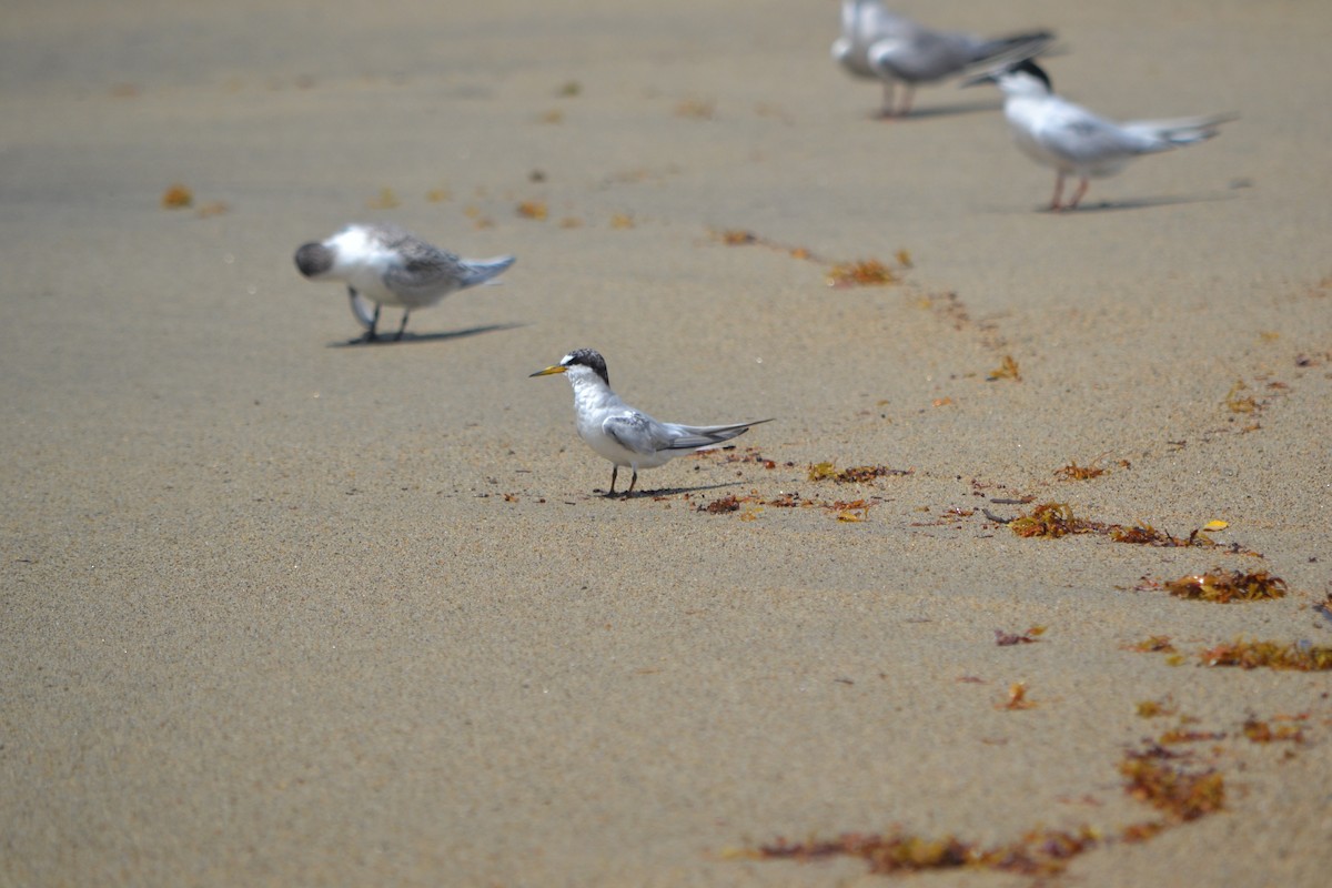 Least Tern - ML608690707