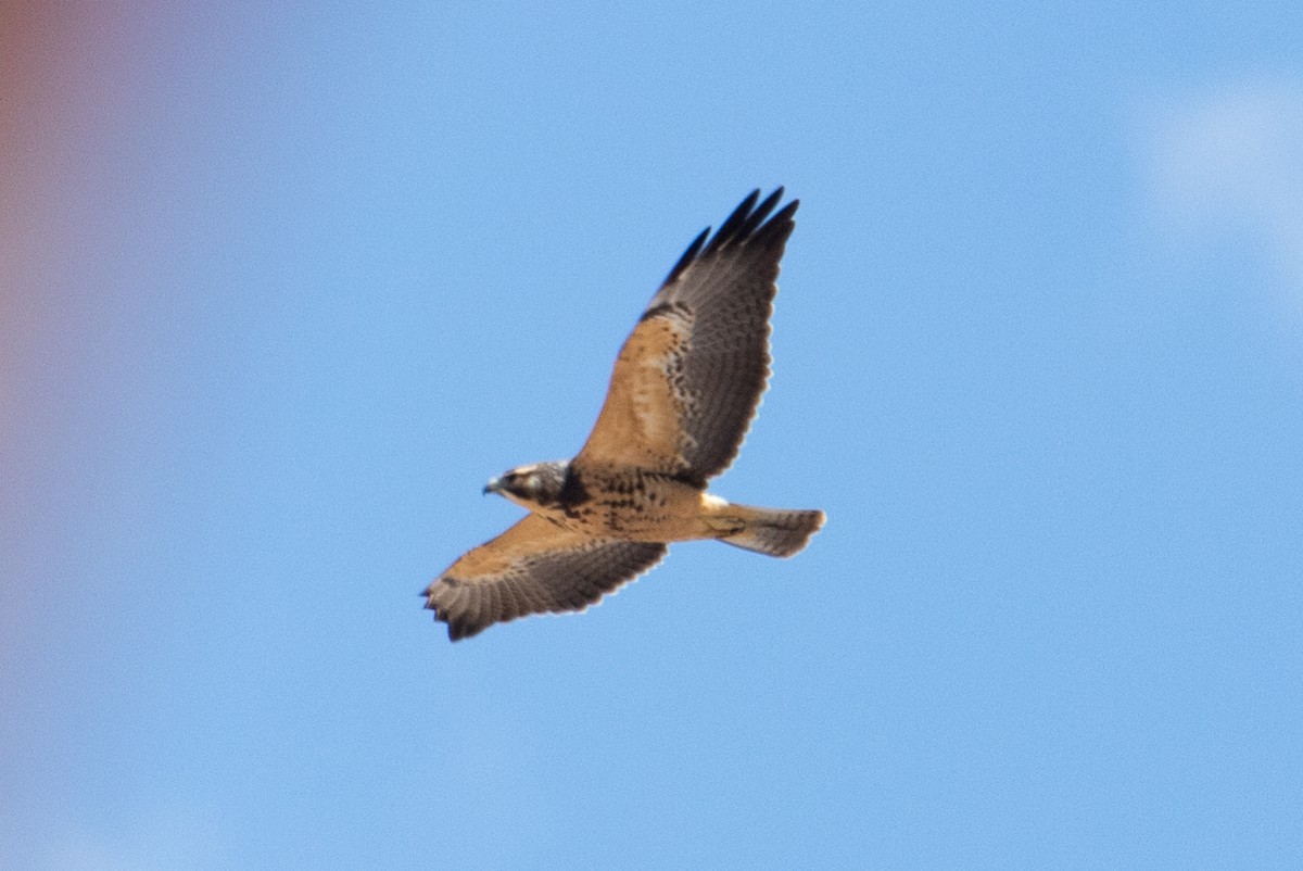 Swainson's Hawk - ML608690773