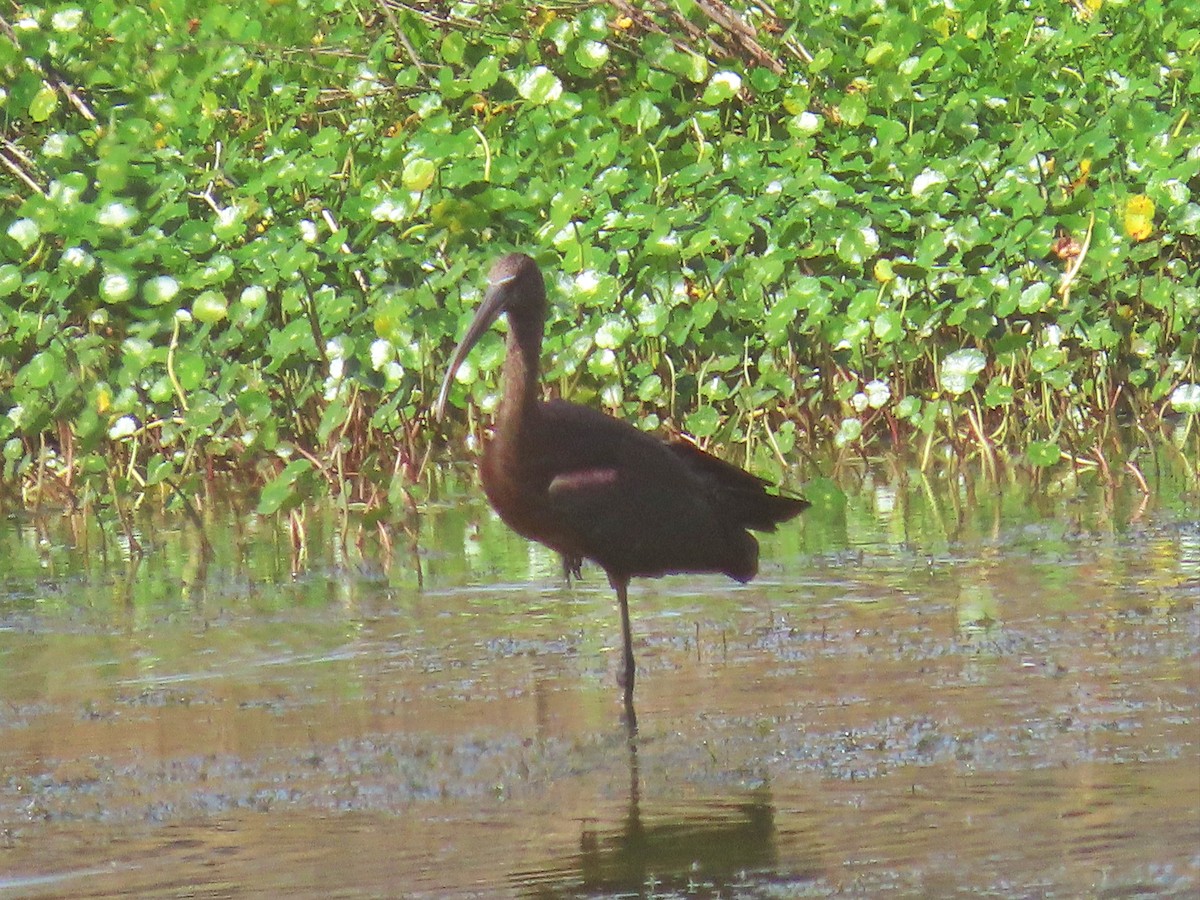 ibis hnědý - ML608690867