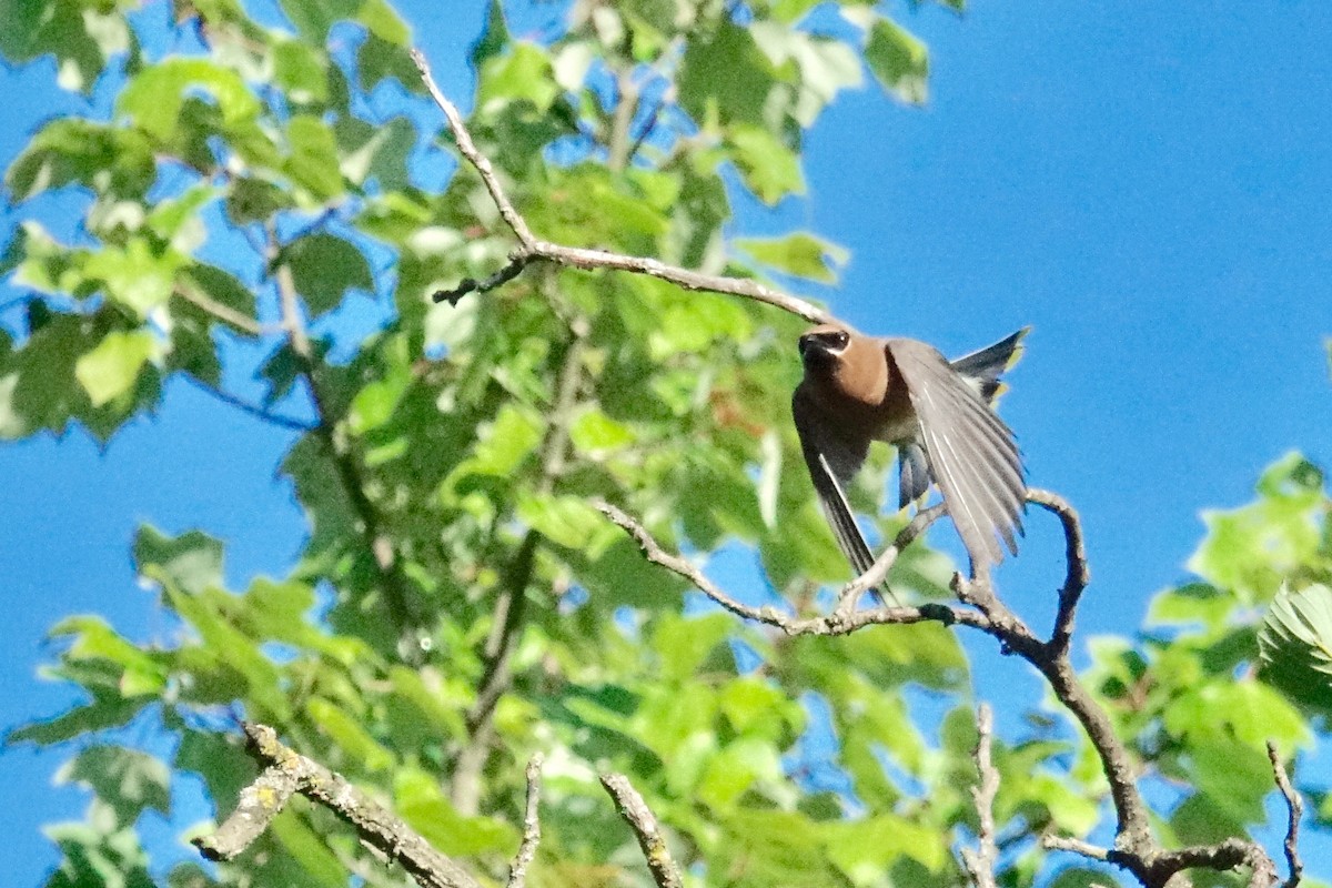 Cedar Waxwing - Denis Houle