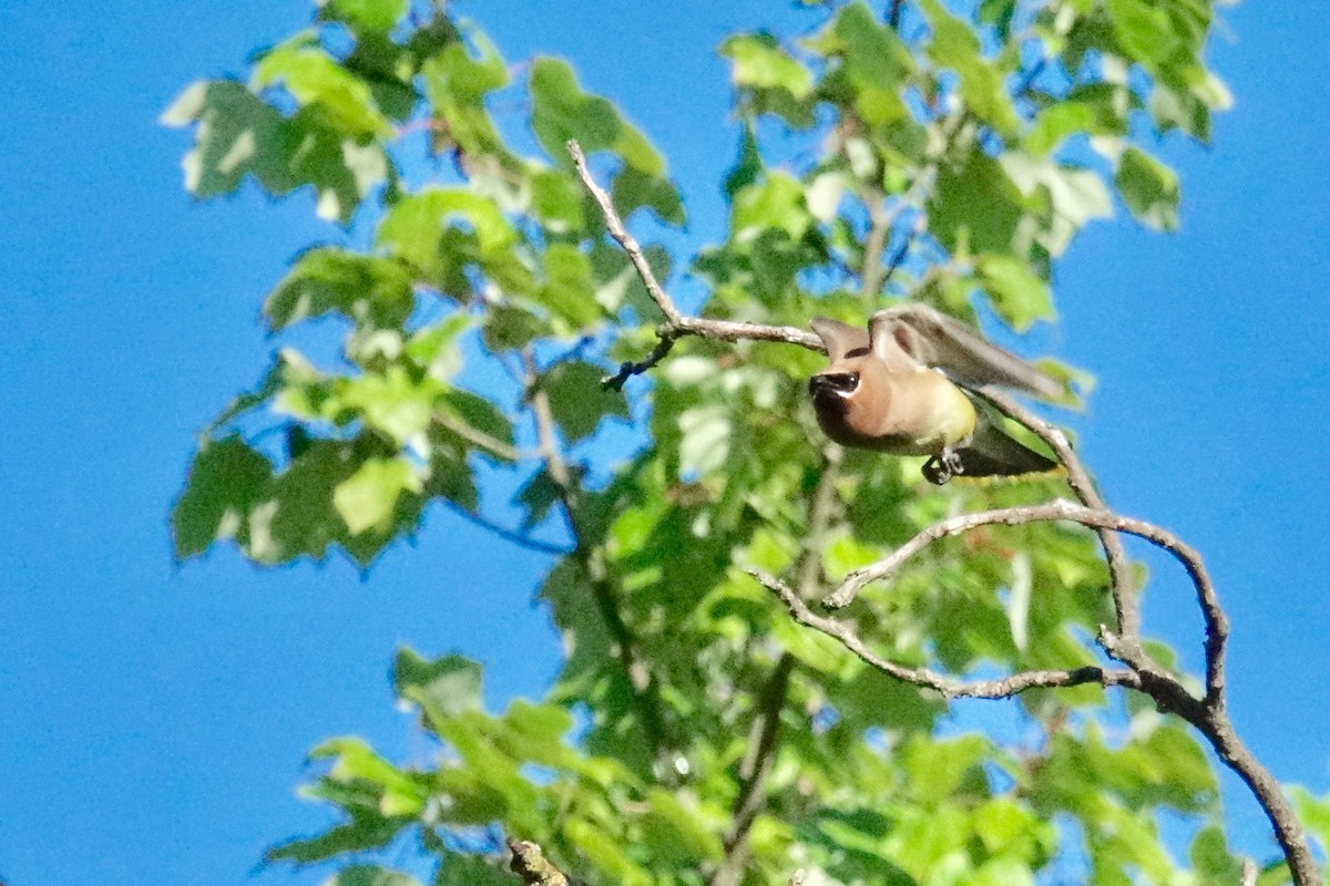 Cedar Waxwing - ML608690883