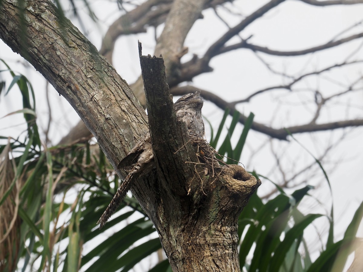 Papuan Frogmouth - ML608690912