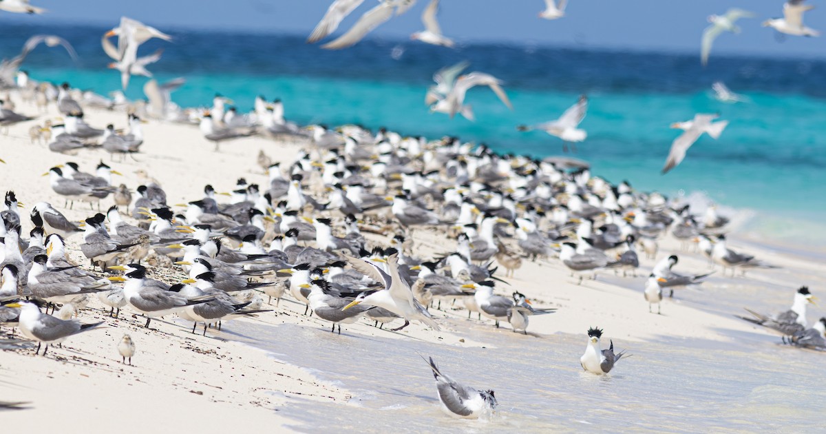 Great Crested Tern - Pedro Nicolau