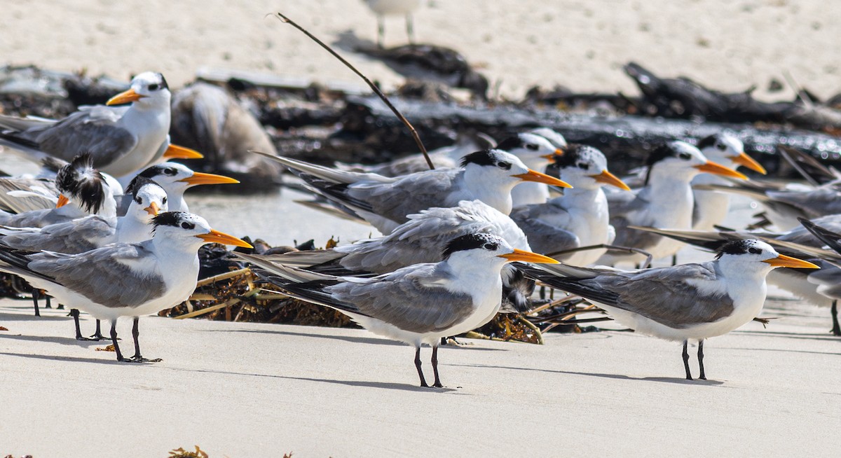 Lesser Crested Tern - Pedro Nicolau