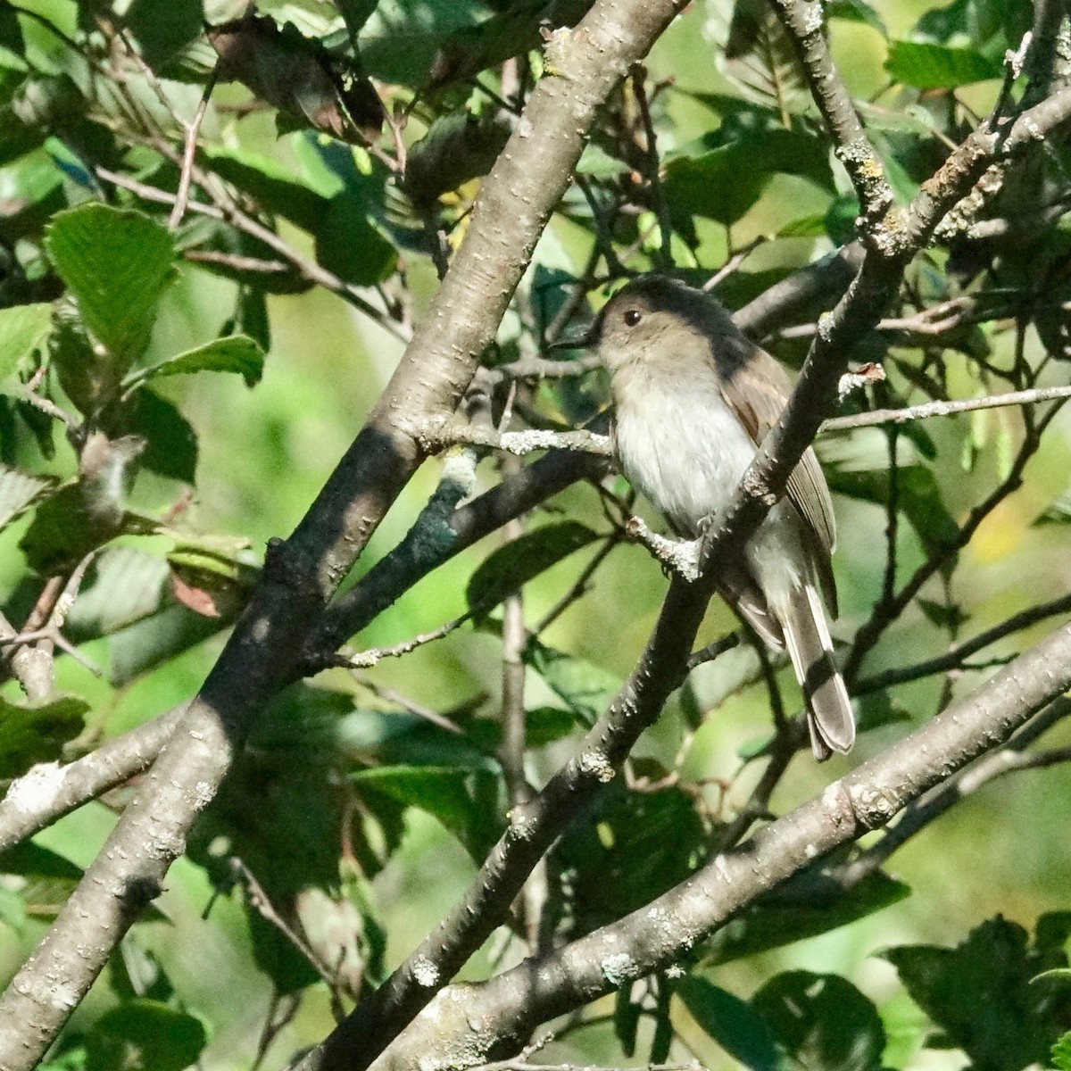 Eastern Phoebe - ML608691104