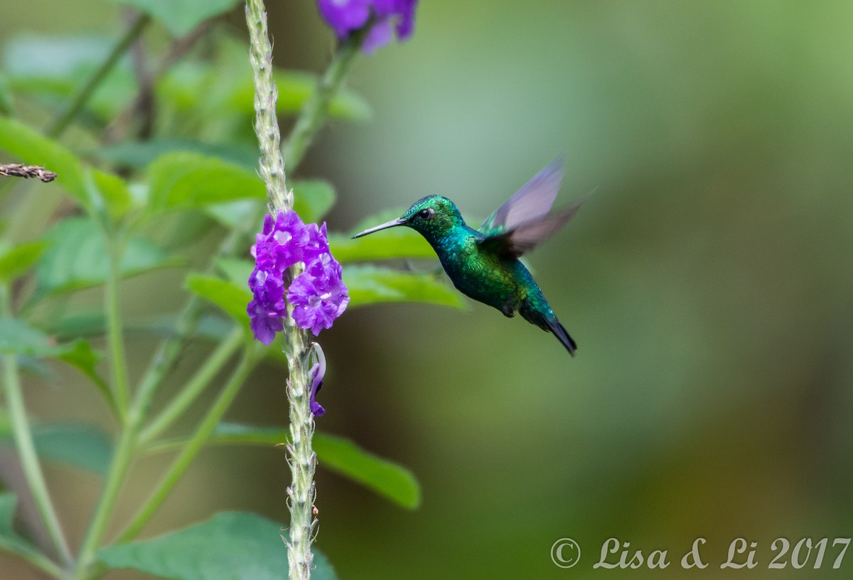 Blue-tailed Emerald - ML608691130