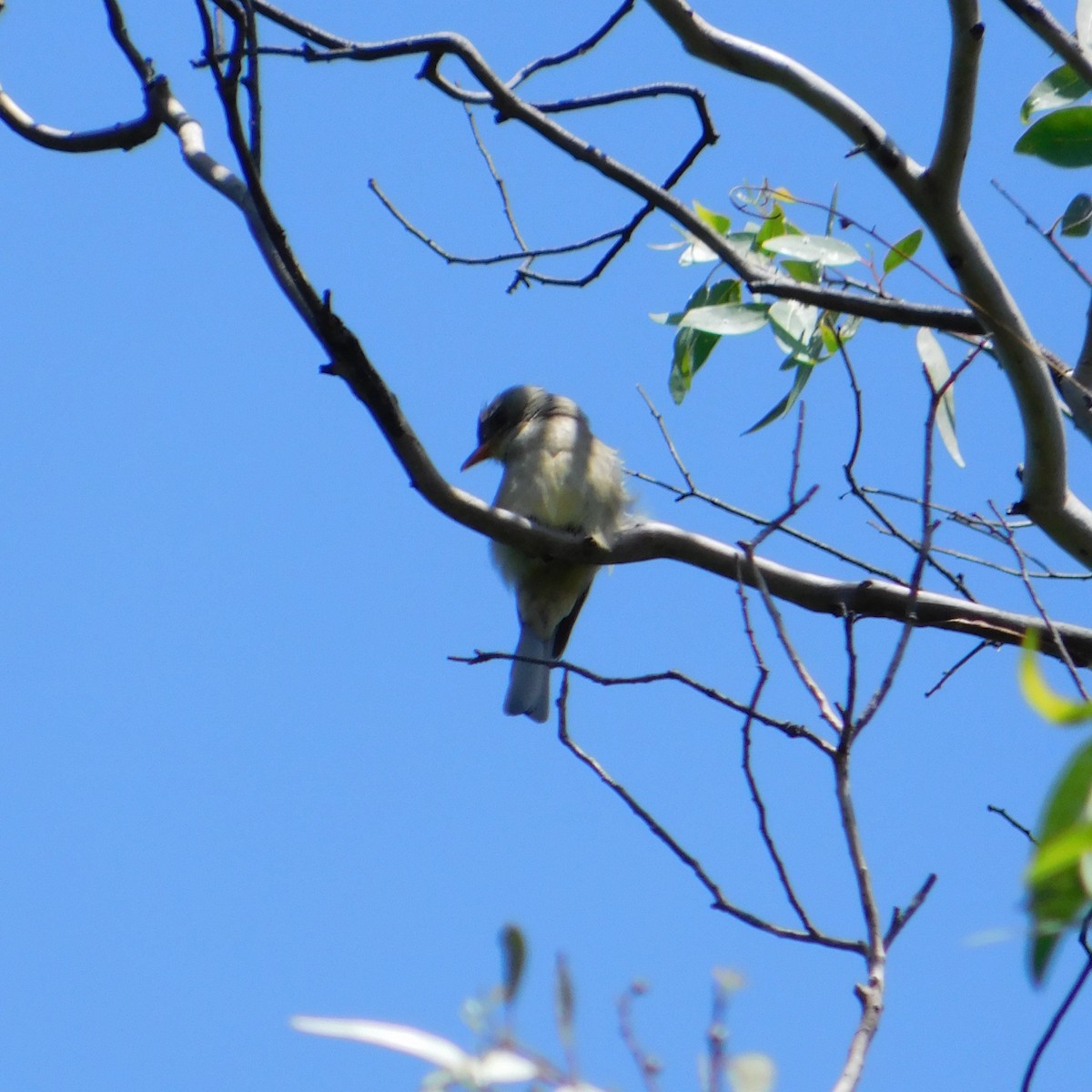 Greater Pewee (Mexican) - ML608691177