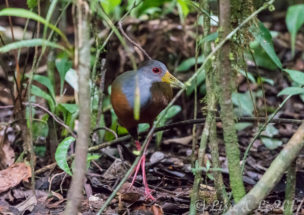 Gray-cowled Wood-Rail - ML608691208