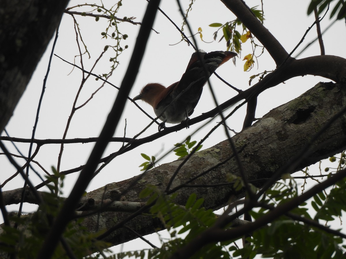 Squirrel Cuckoo - Iza Alencar