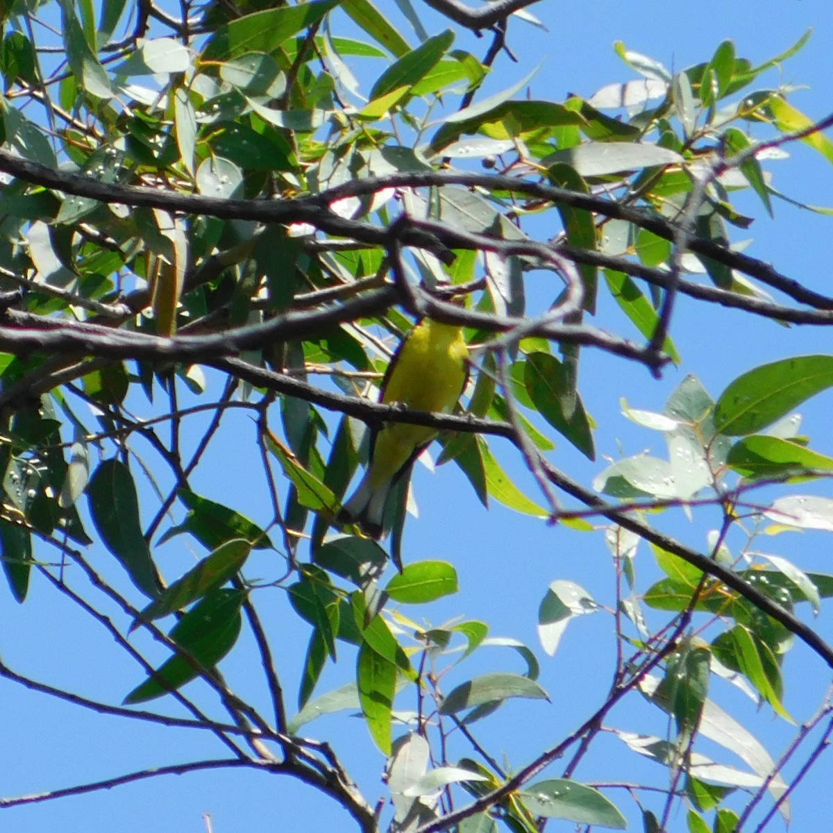 Lesser Goldfinch - ML608691260