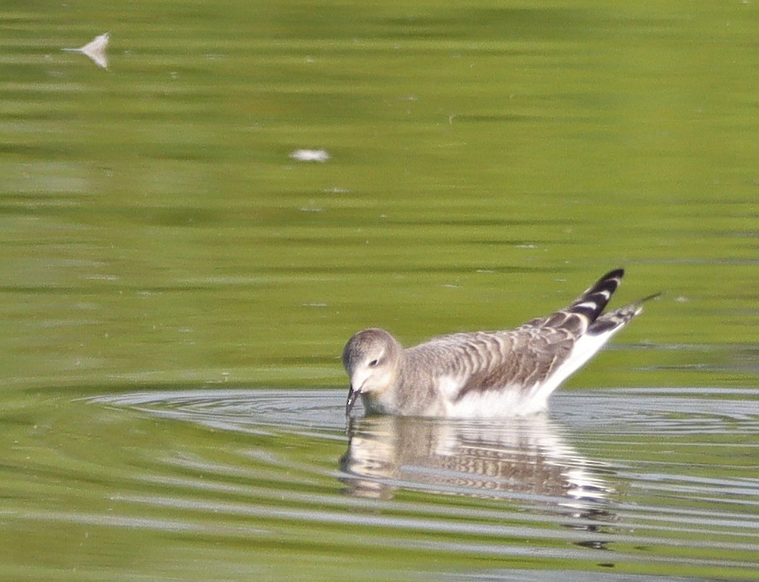Sabine's Gull - ML608691269