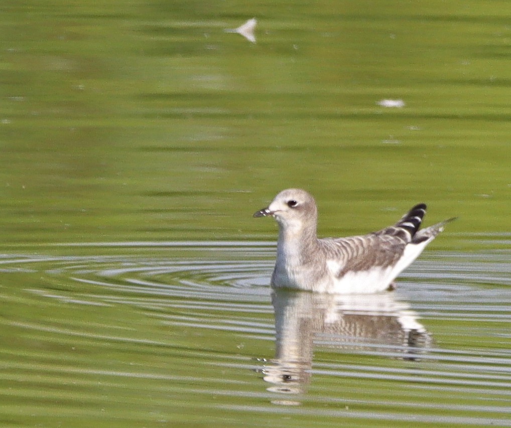 Sabine's Gull - ML608691277