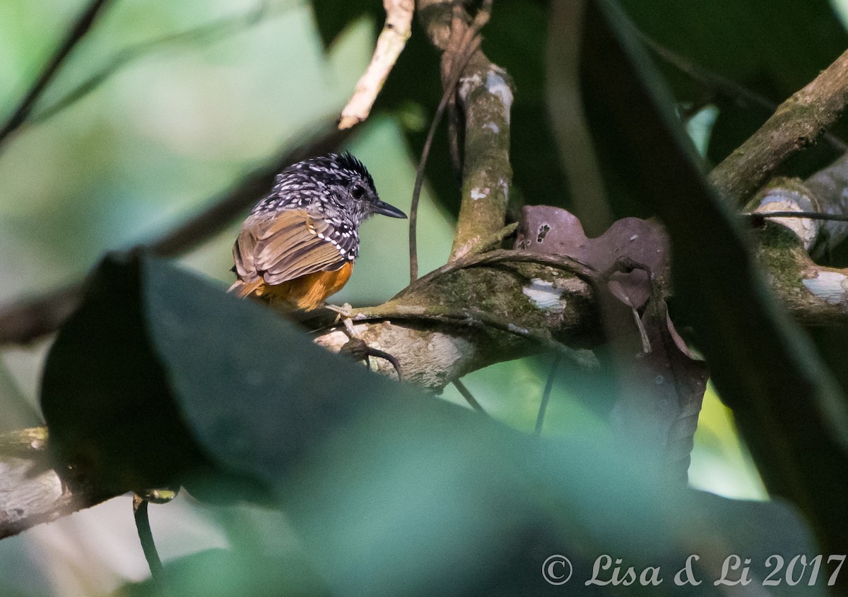 Peruvian Warbling-Antbird - Lisa & Li Li