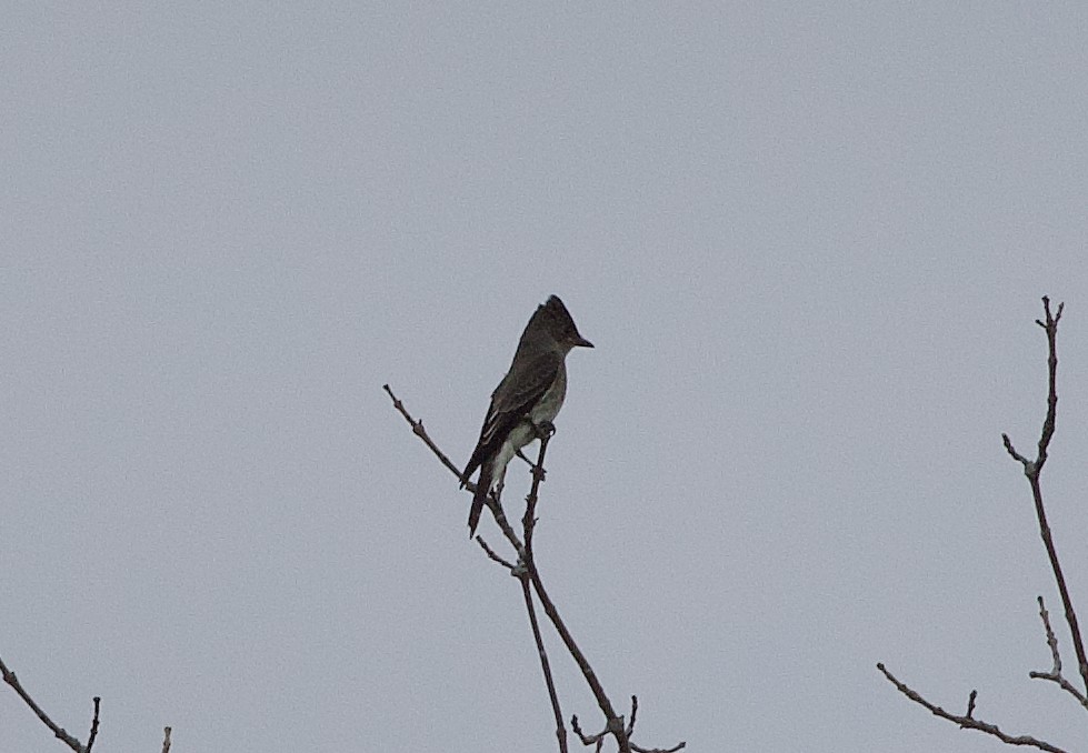 ナキヒタキモドキ - ML608691425