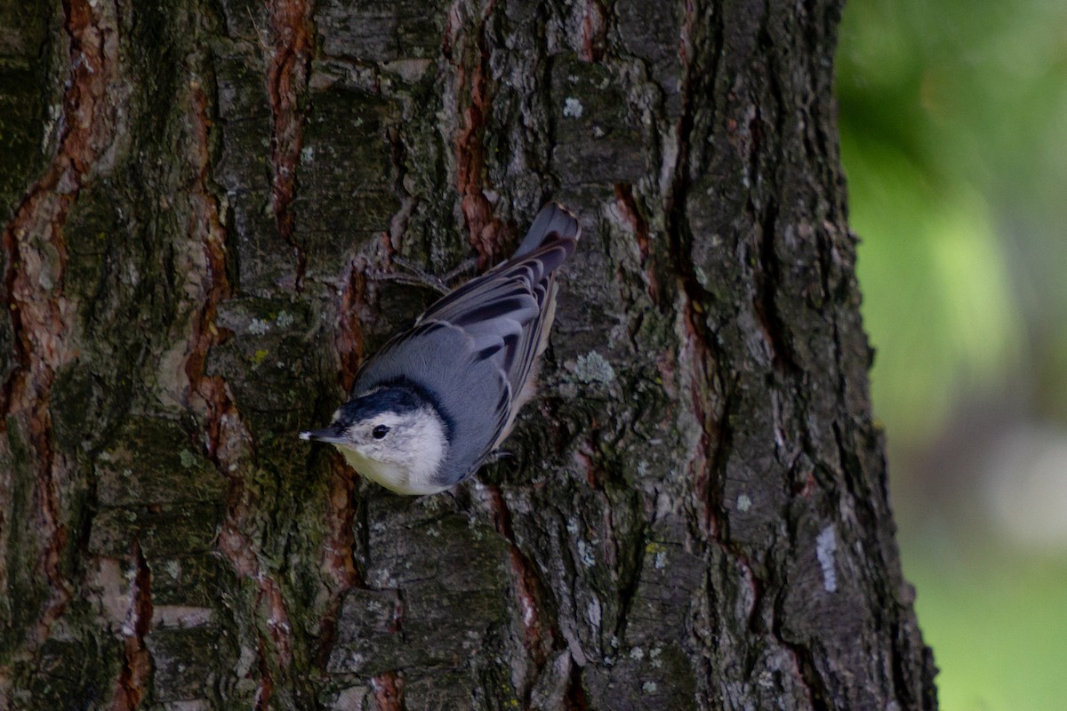 White-breasted Nuthatch - ML608691566