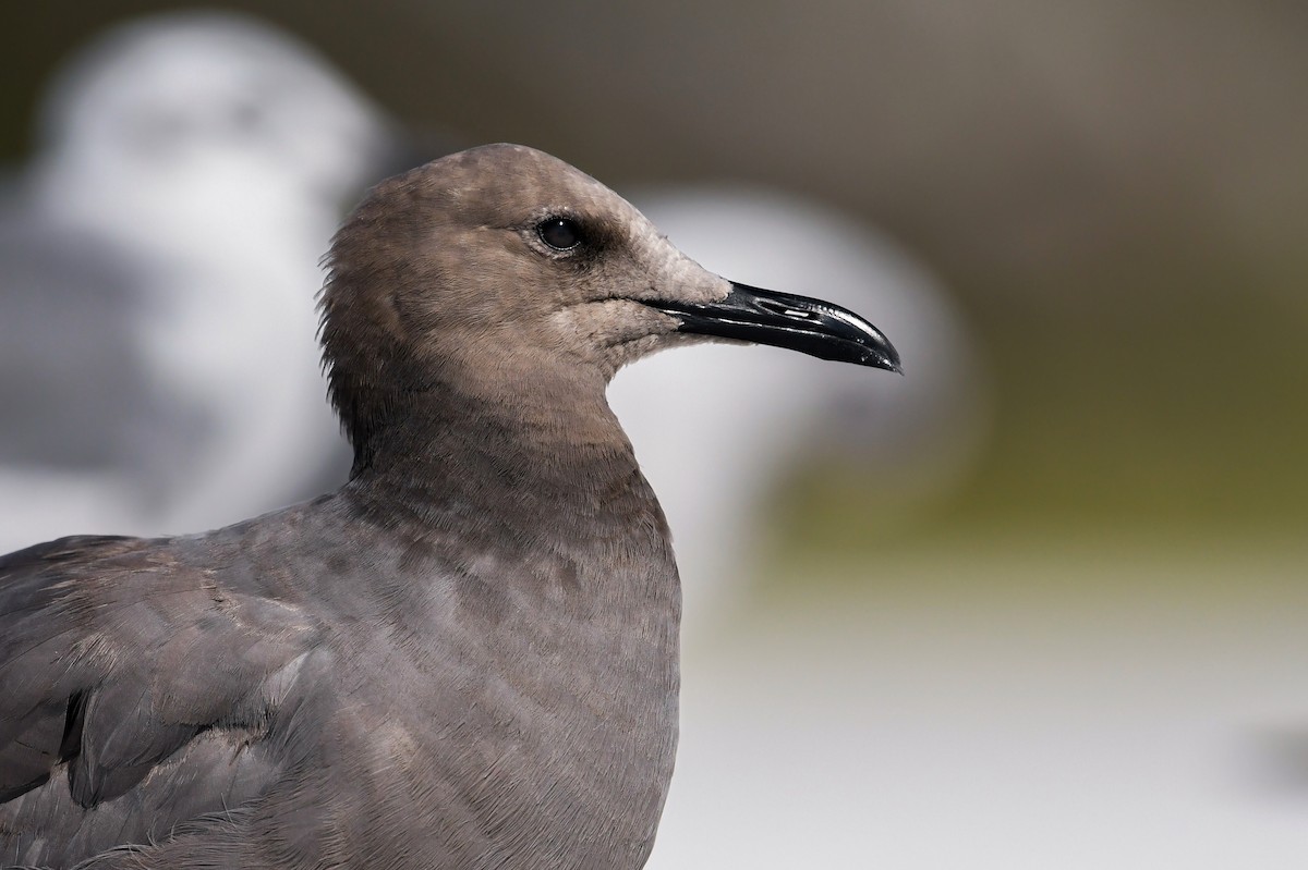 Gray Gull - ML608691667