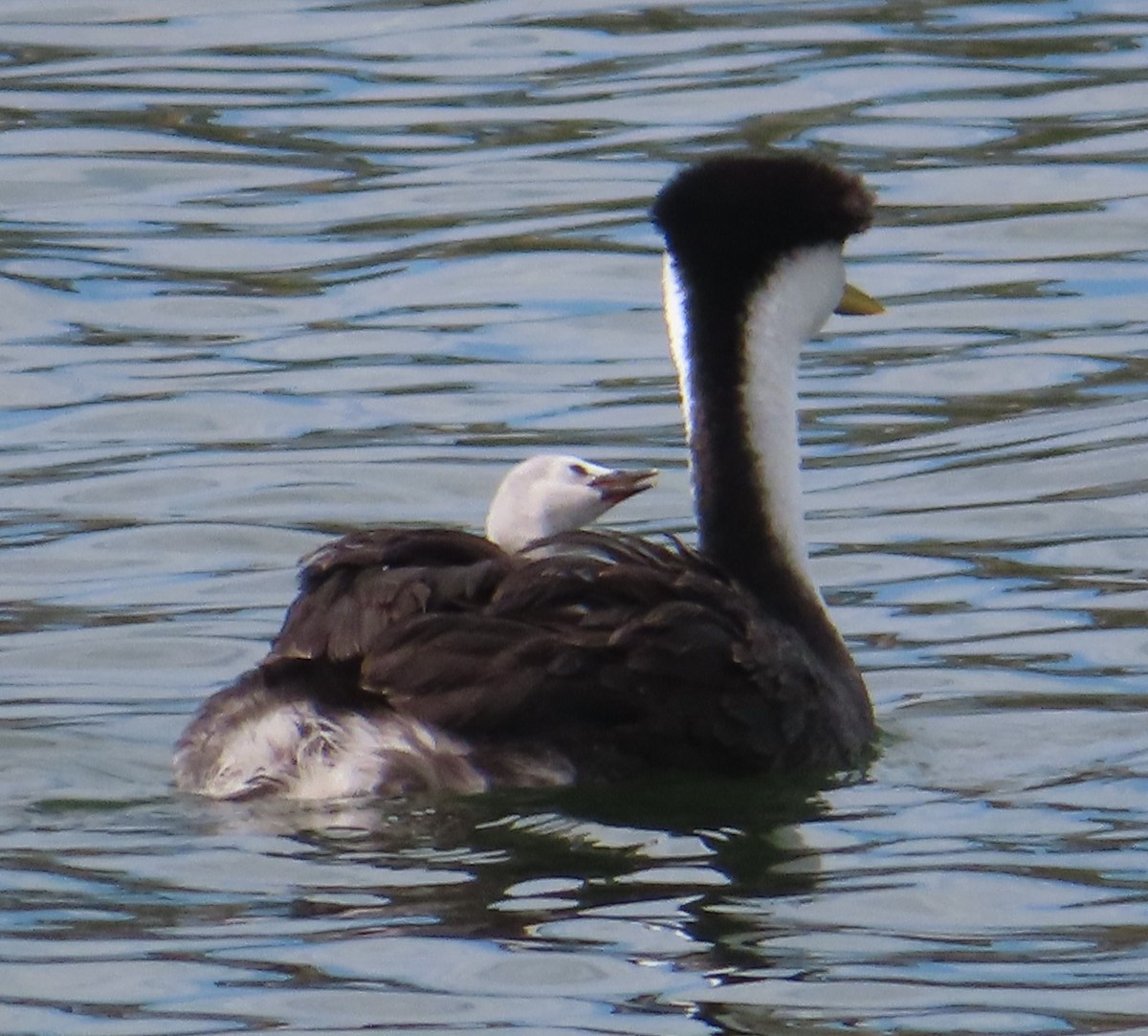 Western Grebe - ML608691721