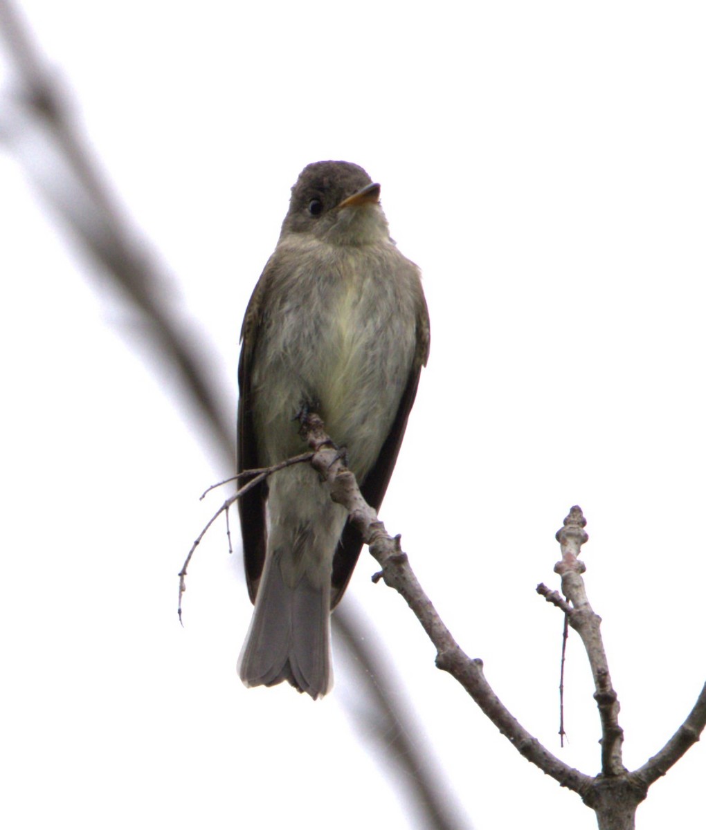 Eastern Wood-Pewee - ML608691773