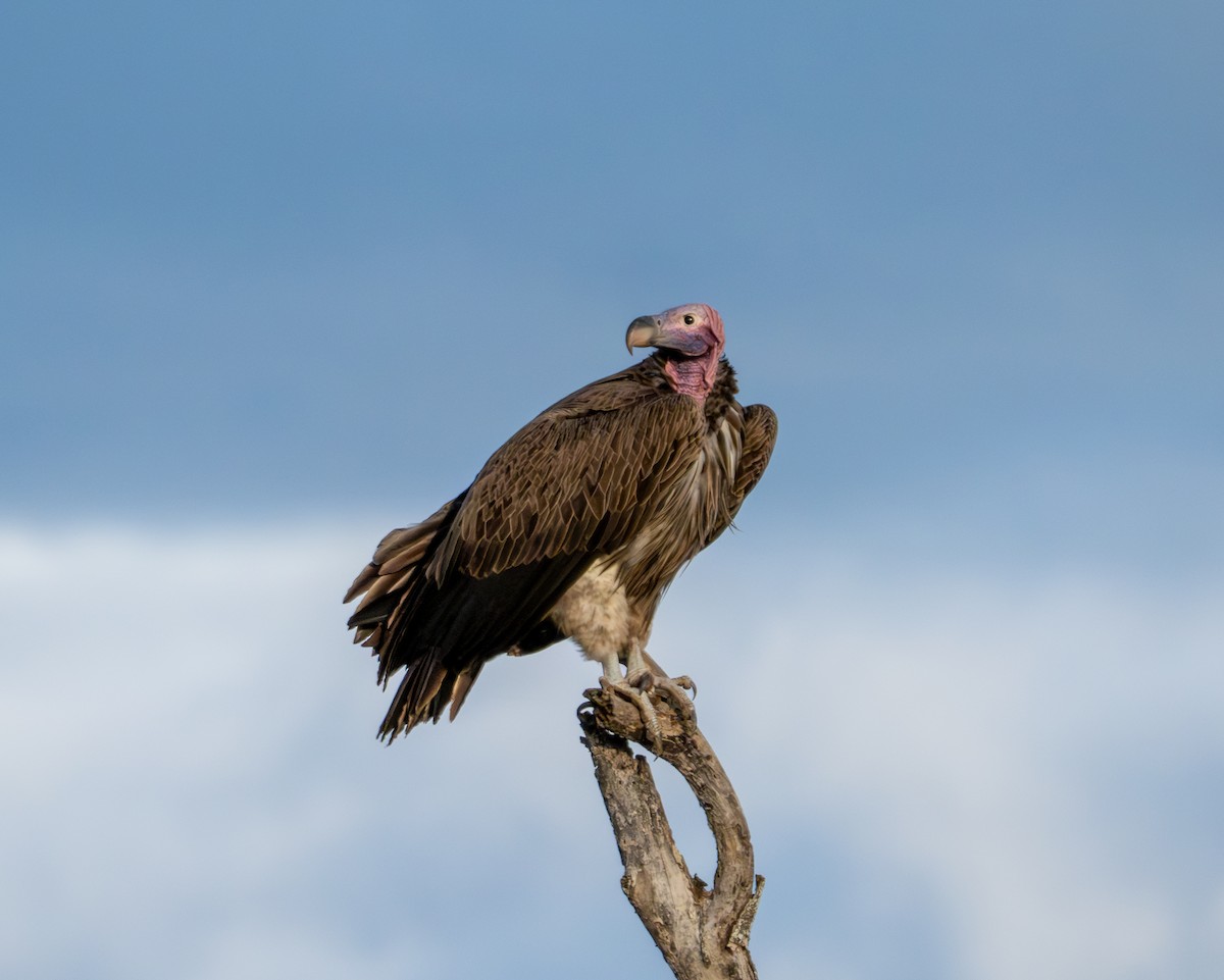 Lappet-faced Vulture - ML608691786