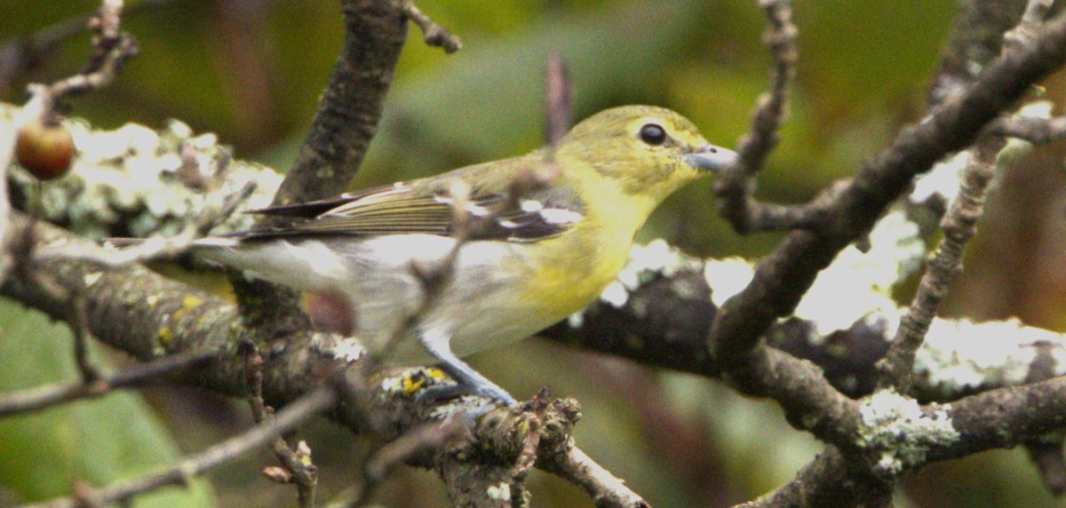 Yellow-throated Vireo - ML608691809