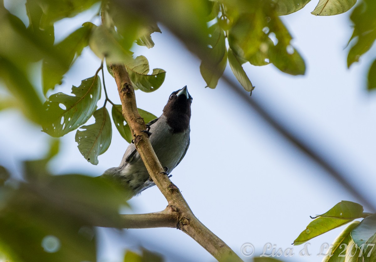 Black-faced Tanager - ML608691835