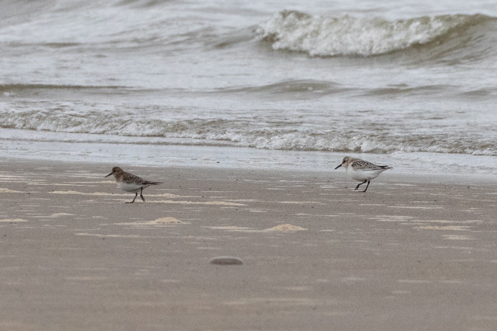 Baird's Sandpiper - ML608691844