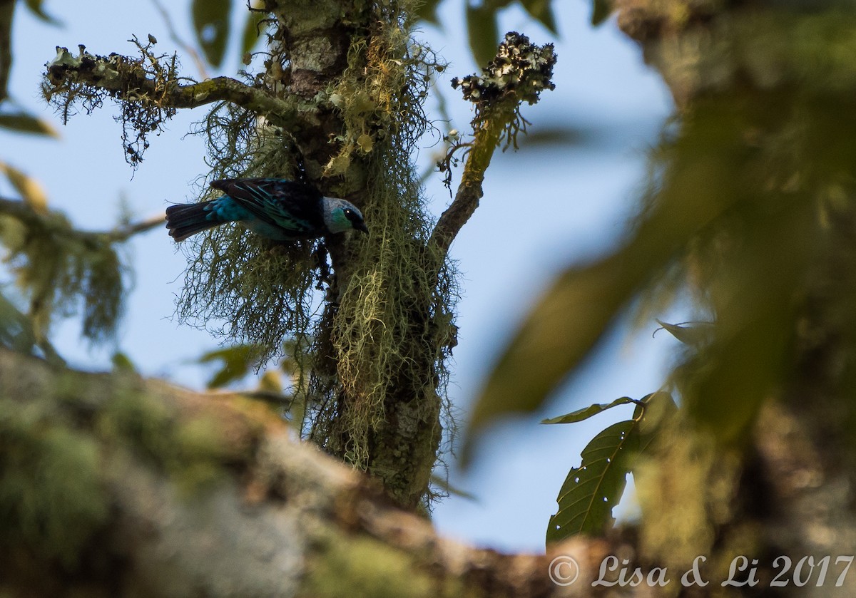 Masked Tanager - ML608691869