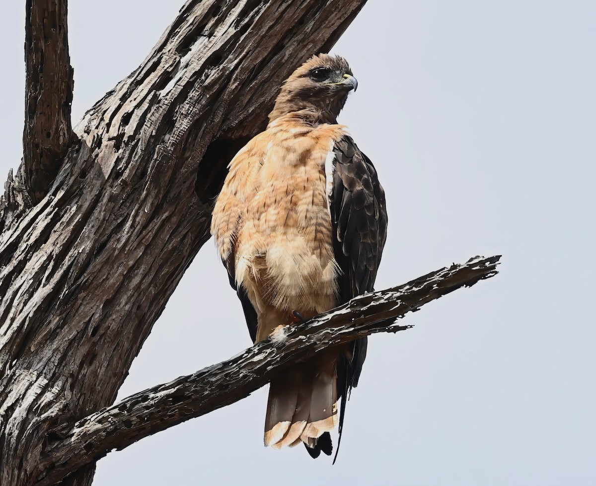 Red-tailed Hawk - ML608691912