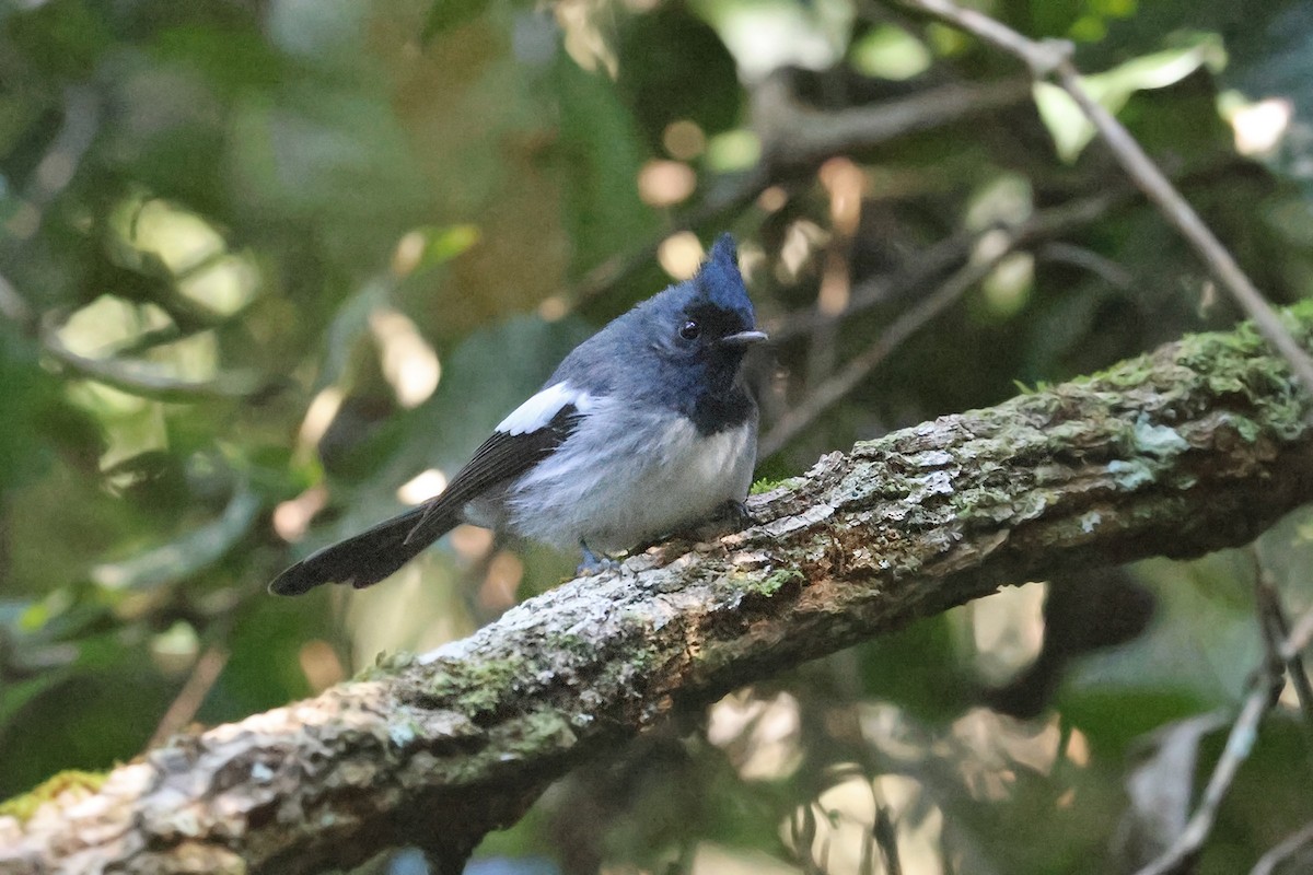 African Crested Flycatcher (Southern) - Charley Hesse TROPICAL BIRDING