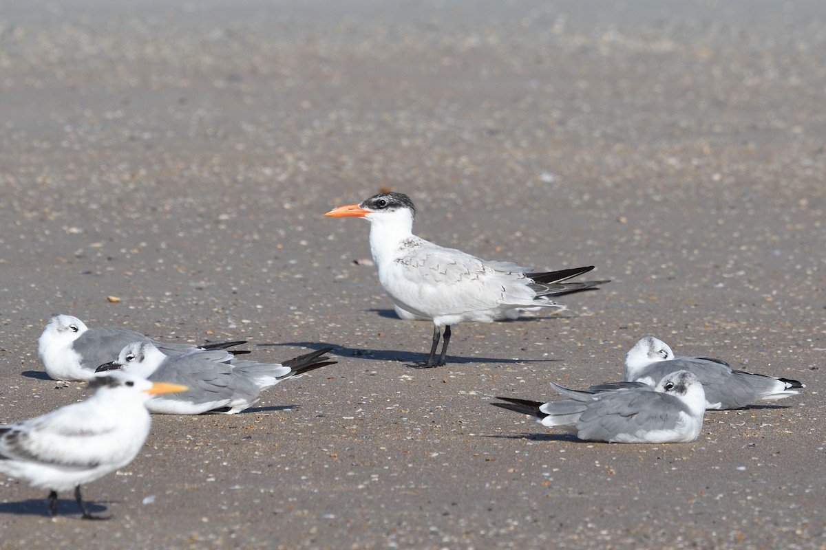 Caspian Tern - ML608692101