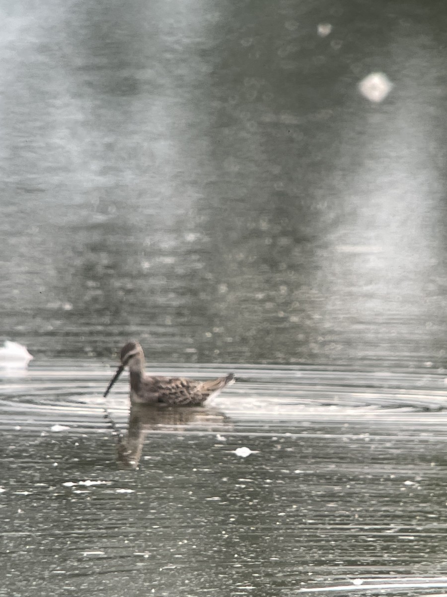 Stilt Sandpiper - ML608692104