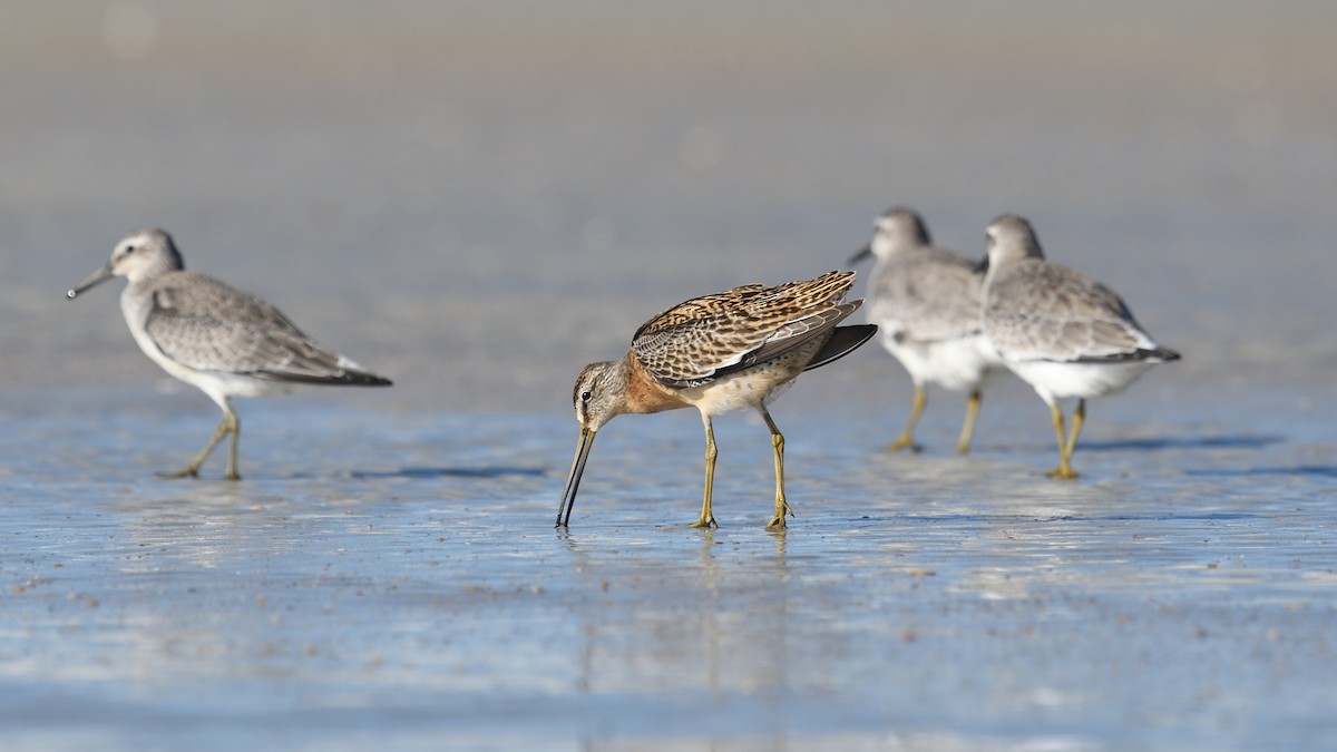 Short-billed Dowitcher - Shane Carroll