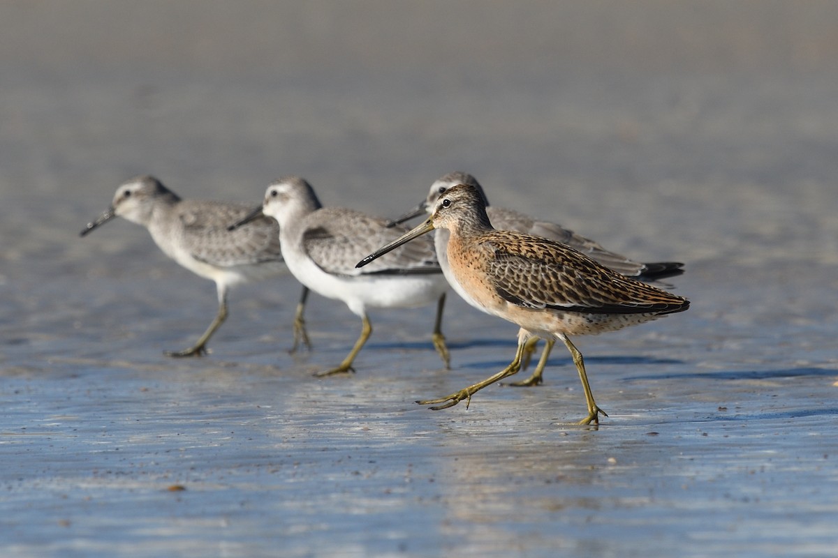 Short-billed Dowitcher - Shane Carroll