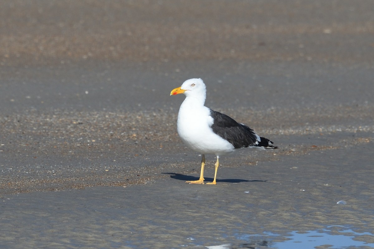 Lesser Black-backed Gull - ML608692171