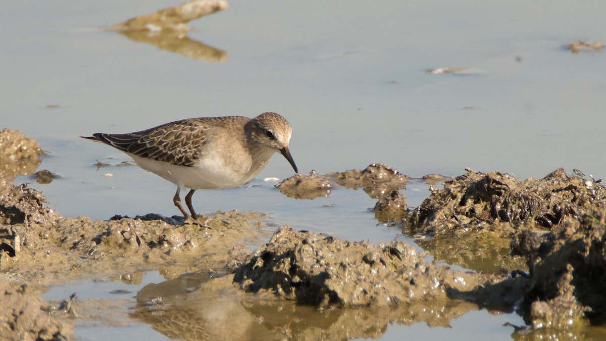 Temminckstrandläufer - ML608692172