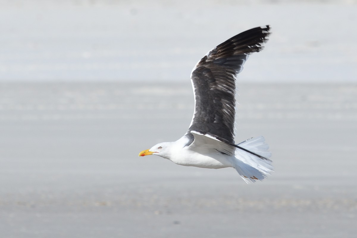 Lesser Black-backed Gull - ML608692179