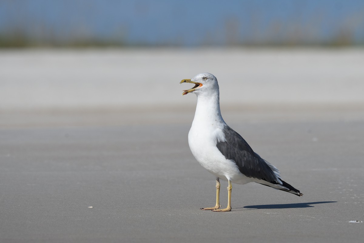 Lesser Black-backed Gull - Shane Carroll