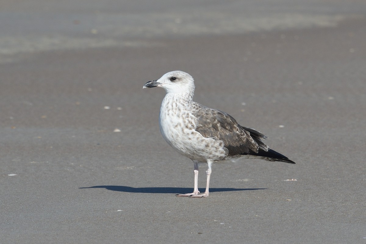 Lesser Black-backed Gull - Shane Carroll