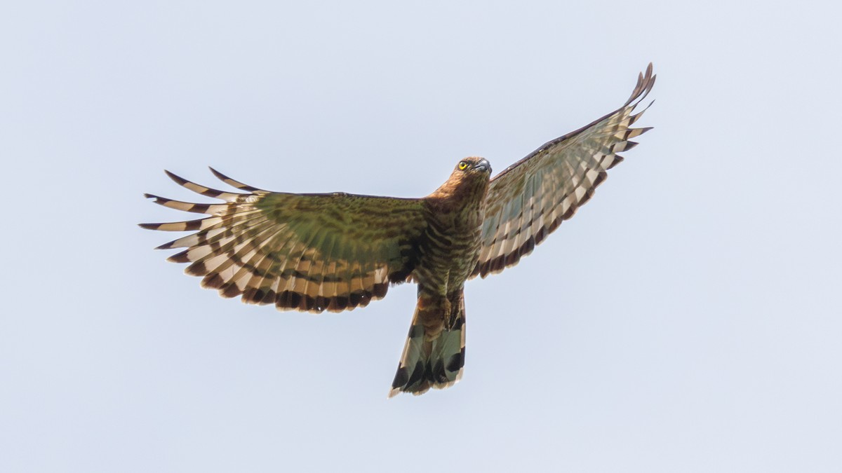 Jerdon's Baza - Ng SH