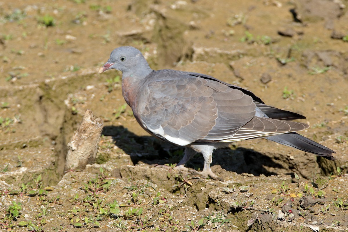 Common Wood-Pigeon - ML608692301