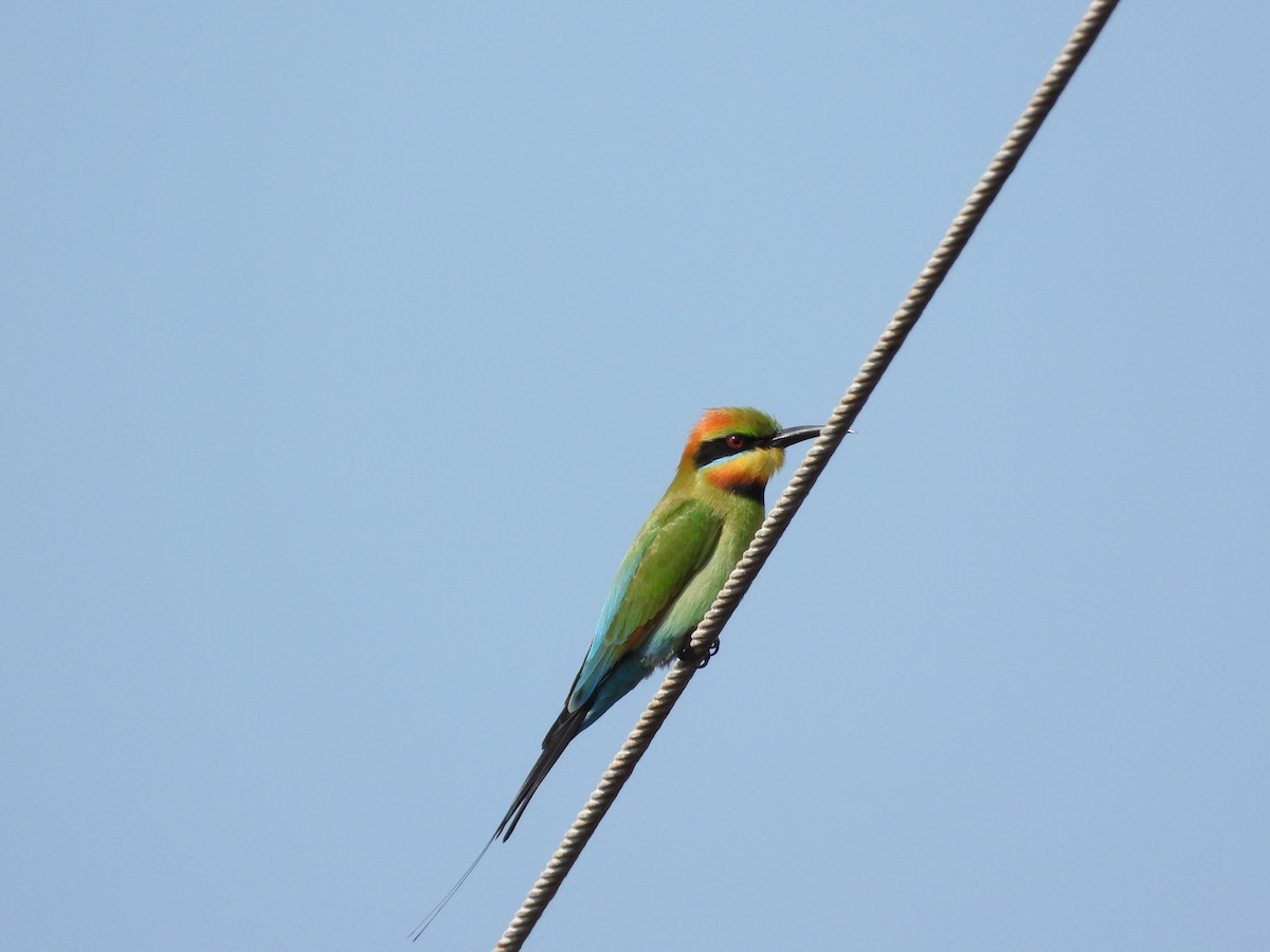 Rainbow Bee-eater - ML608692377