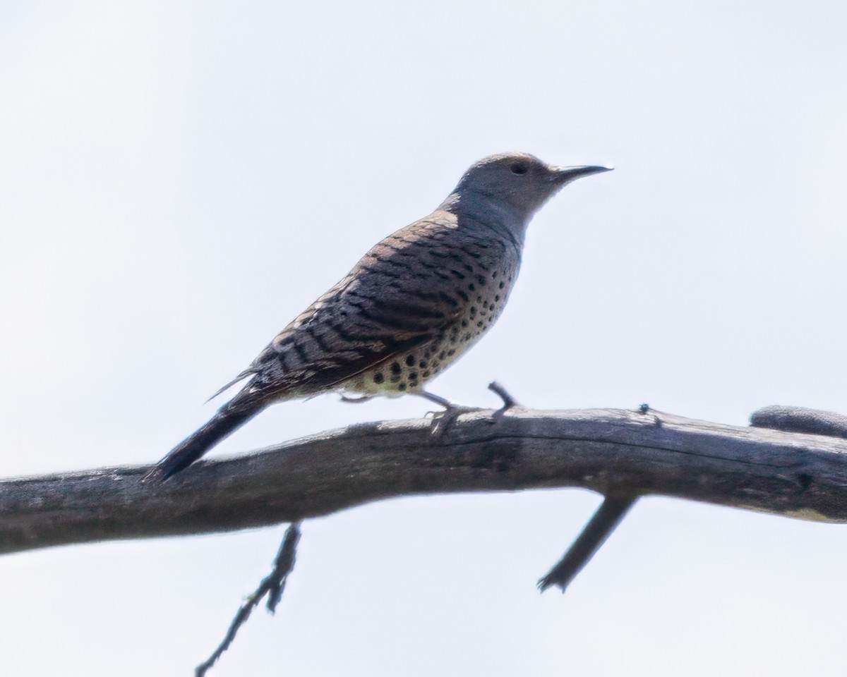 Northern Flicker - Todd Fibus