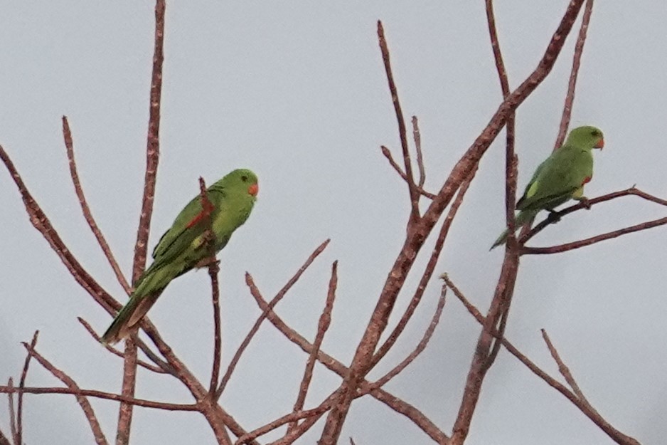 Olive-shouldered Parrot - ML608692591