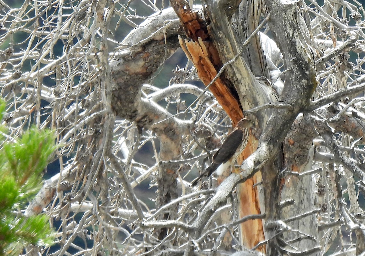 Sharp-shinned Hawk - ML608692872