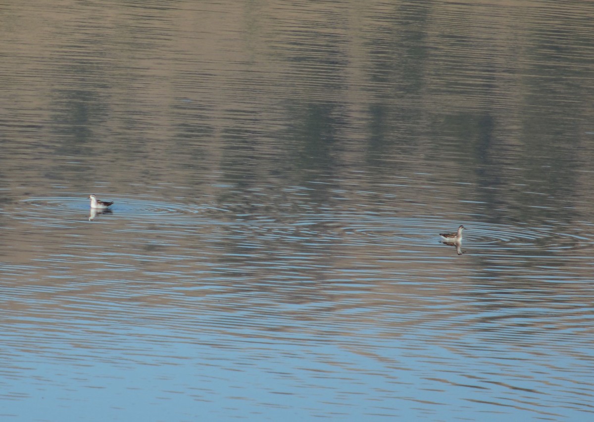 Phalarope à bec étroit - ML608692877