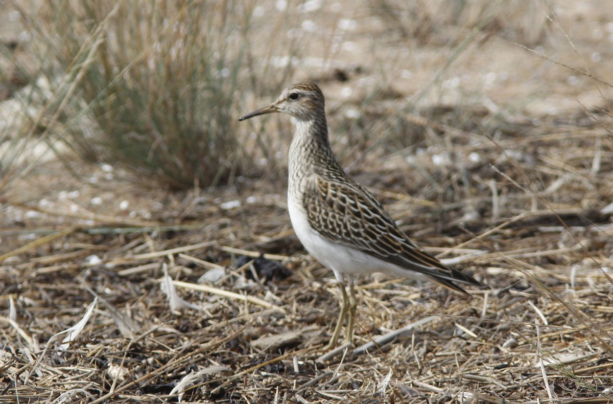 Pectoral Sandpiper - ML608692961