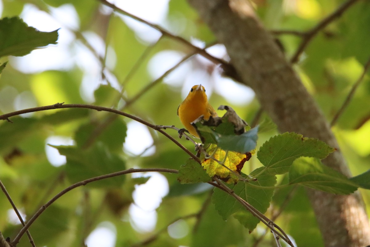Prothonotary Warbler - ML608693034