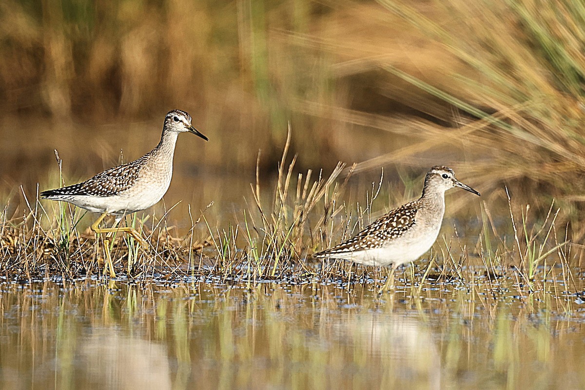 Wood Sandpiper - ML608693157